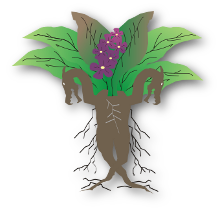 Firefox Nightly logo